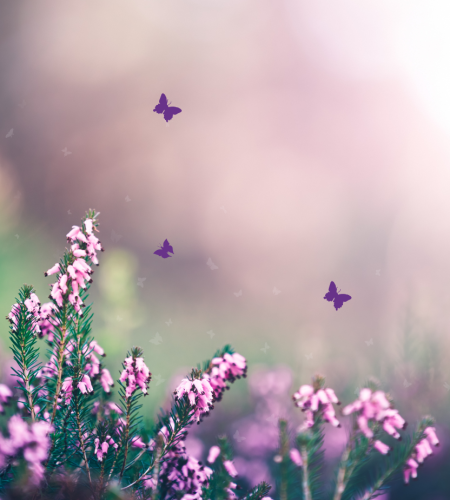 Purple and White Natural Floral Hello Spring Season Greeting Facebook Cover